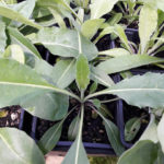 woad-potted-plant-kahikatea-farm.jpg