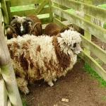 adWarwickz-sheep waiting for shearer.JPG